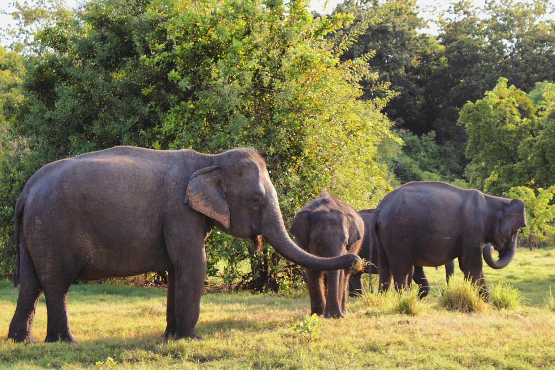 Aký je osud slonov na Srí Lanke?